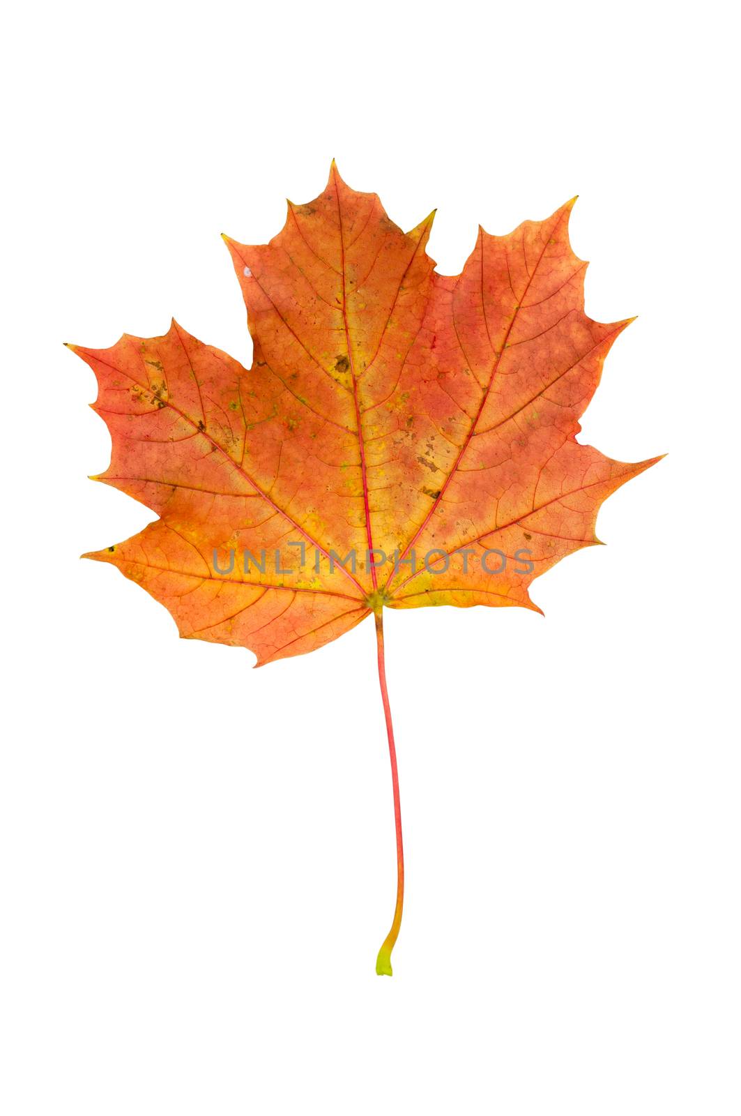 Red autumn maple leaf isolated on white background with clipping path