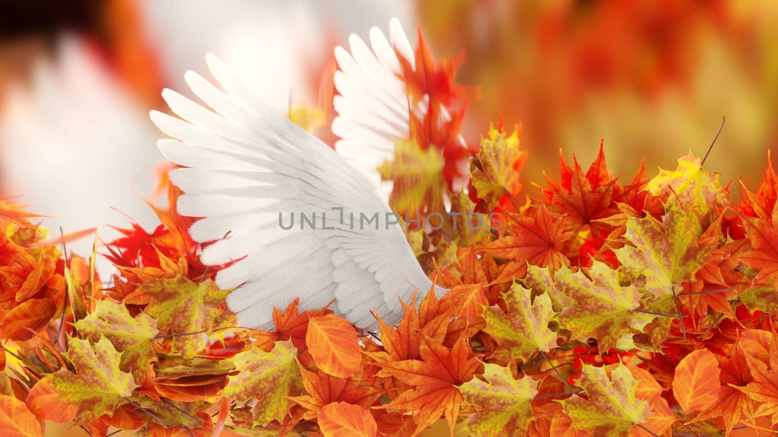 Autumn Leaves and dove wings  conceptual background by denisgo