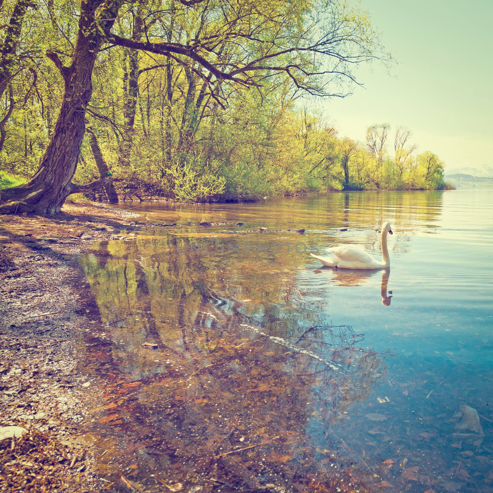 White Swan on the Lake Zuger in Switzerland, Instagram Effect
