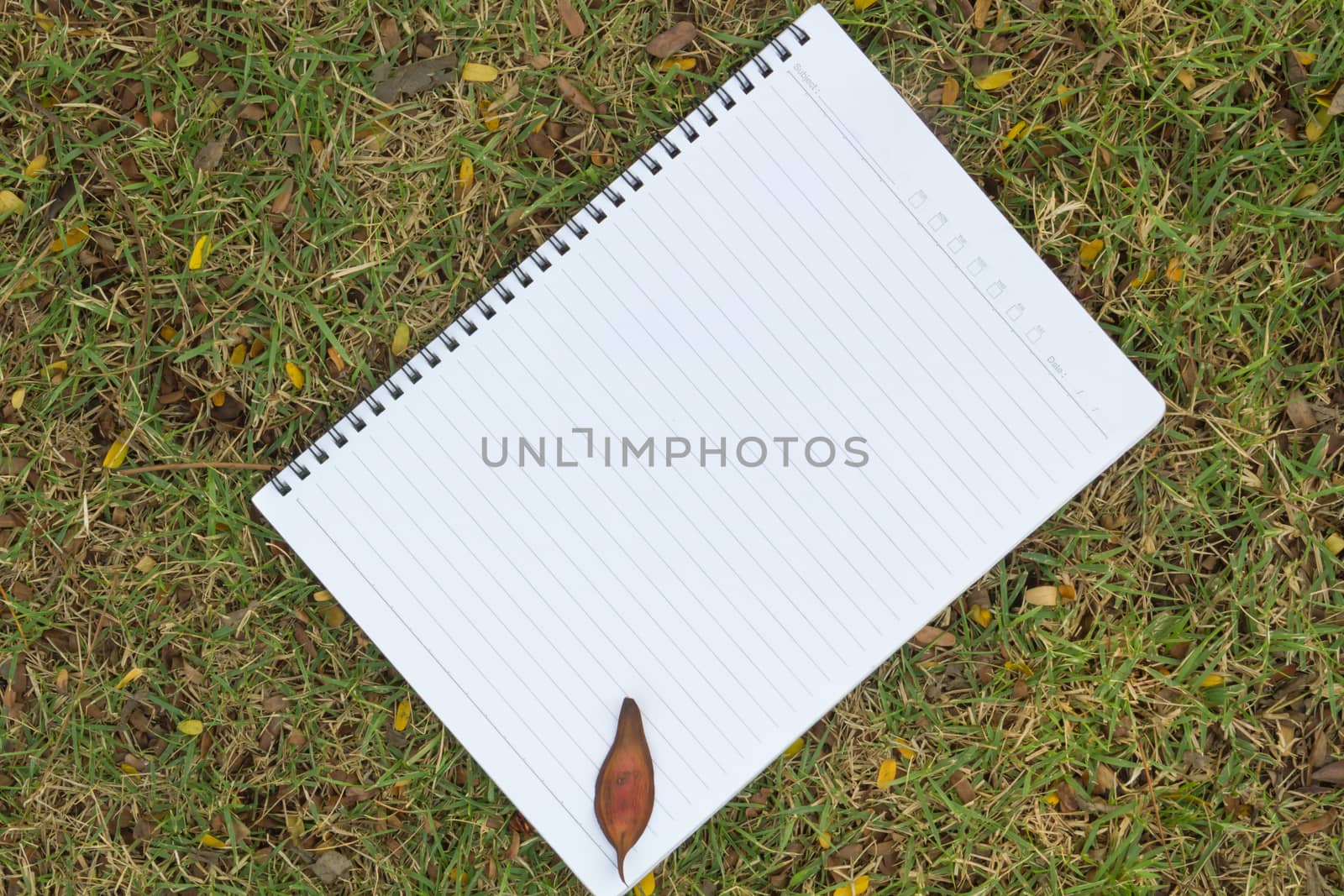 Blank notebook on the grass with bark in the park. View from above.