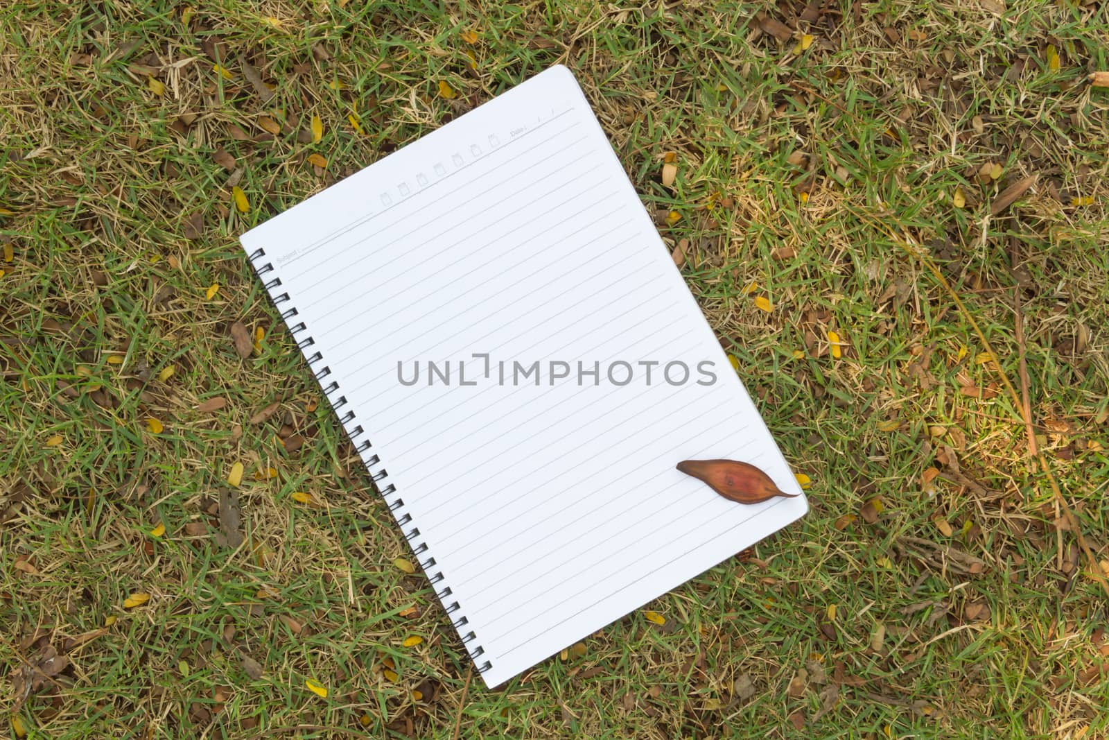 Blank notebook on the grass with bark in the park. View from above.