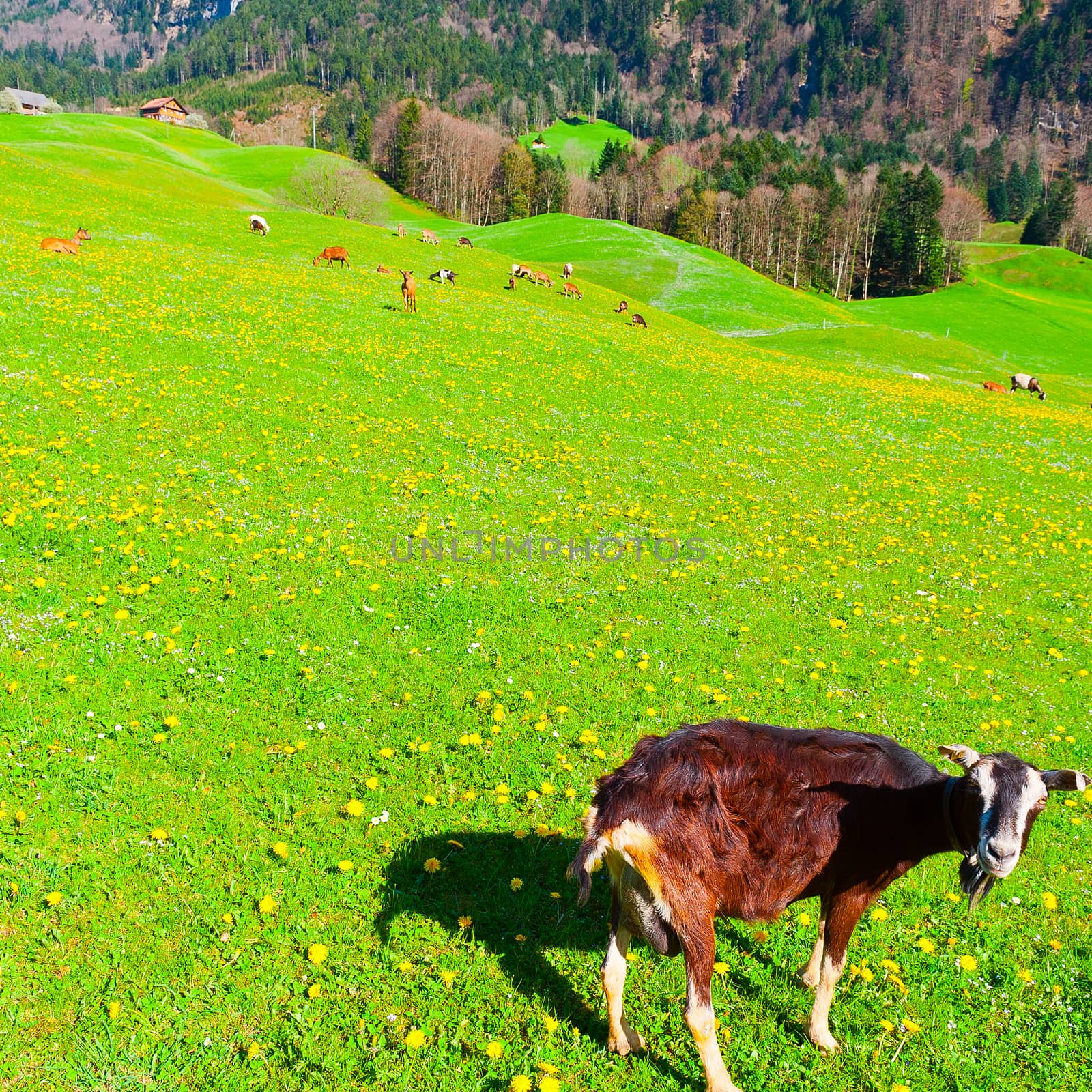 Goats Grazing on Green Pasture in Switzerland