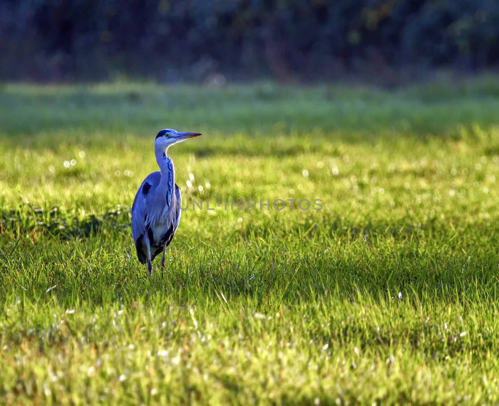 Grey heron, ardea cinerea by Elenaphotos21