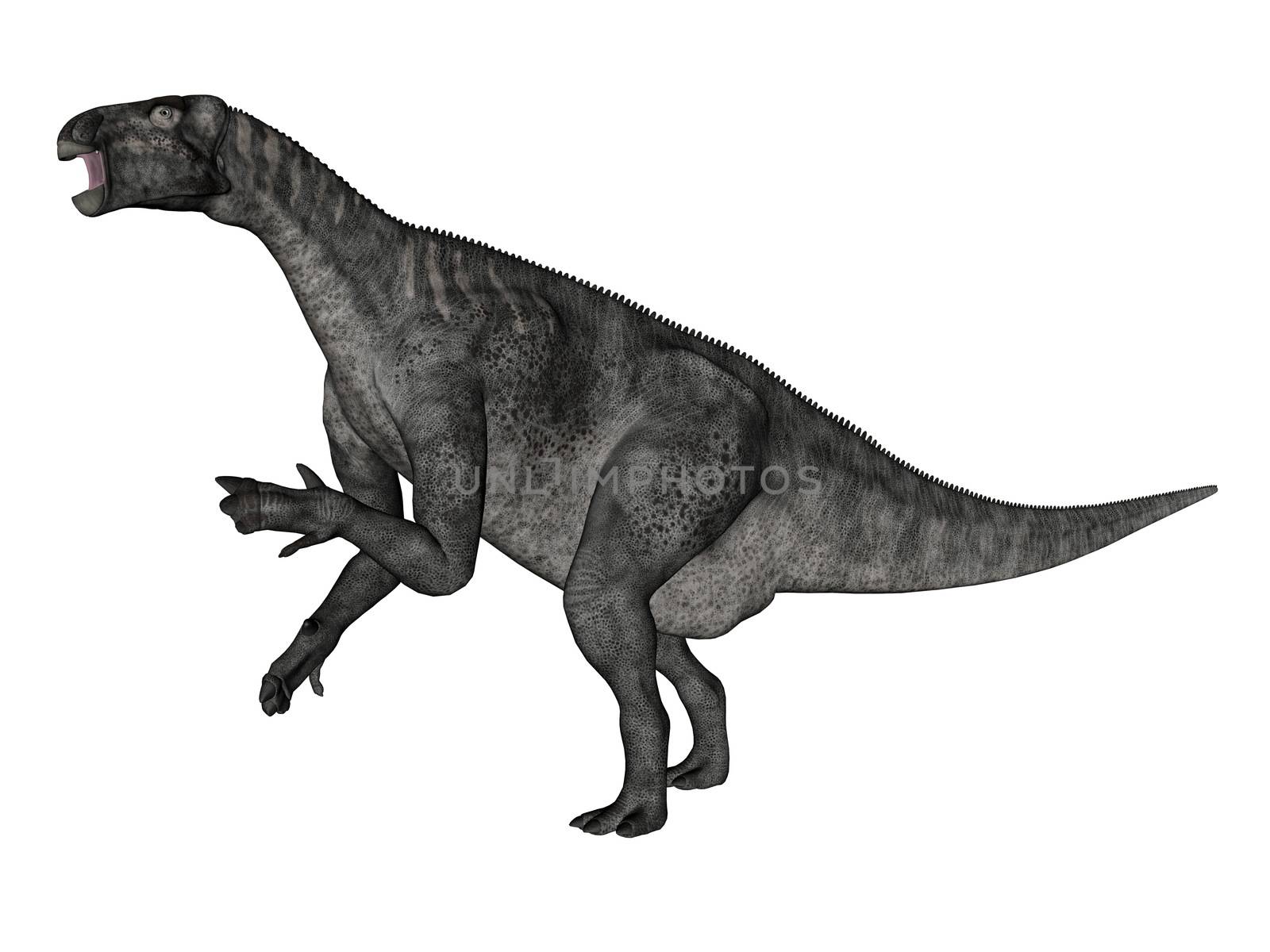 Iguanodon dinosaur roaring while walking isolated in white background - 3D render
