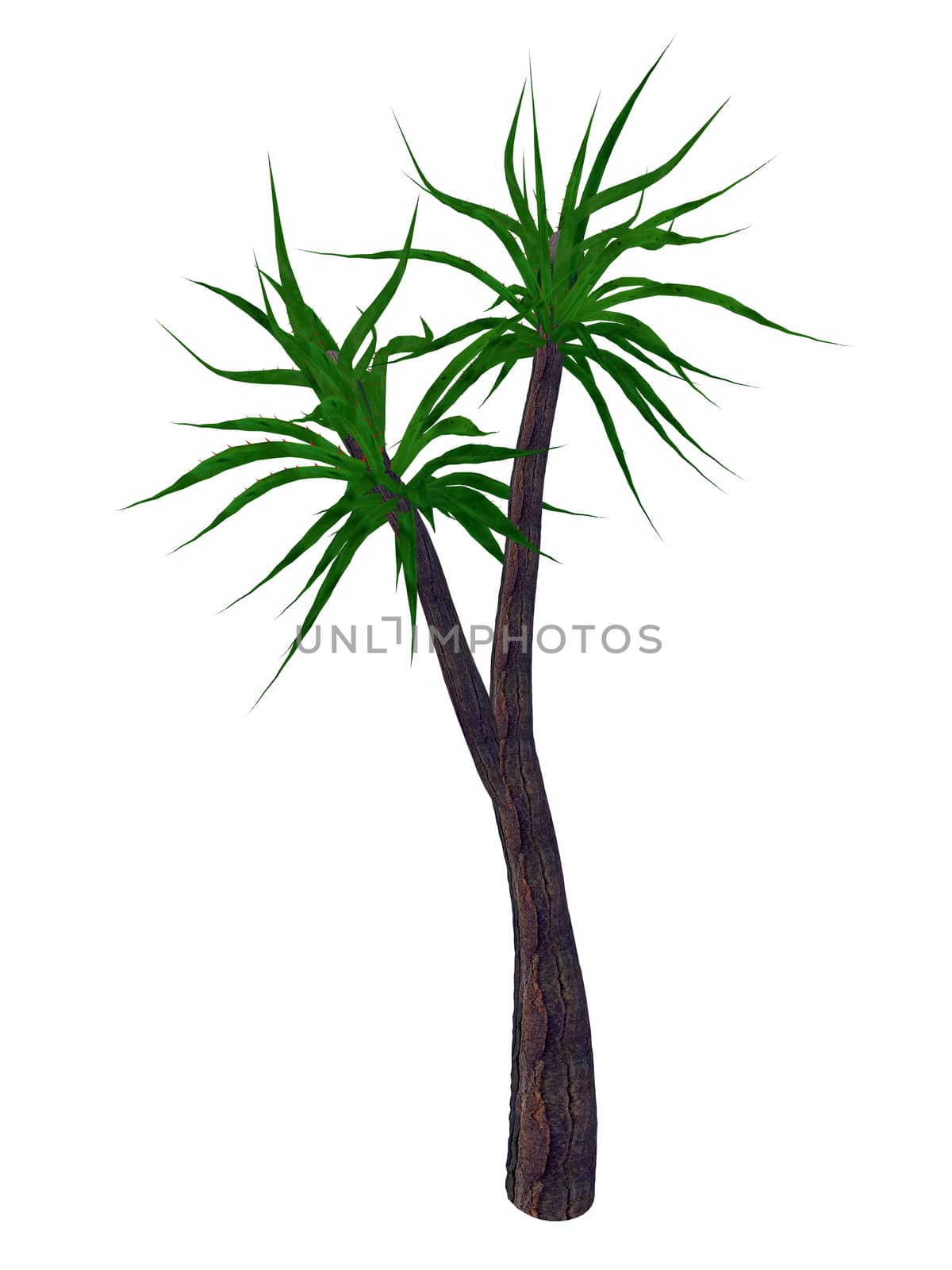 Aloe barberae tree, a. bainesii isolated in white background - 3D render