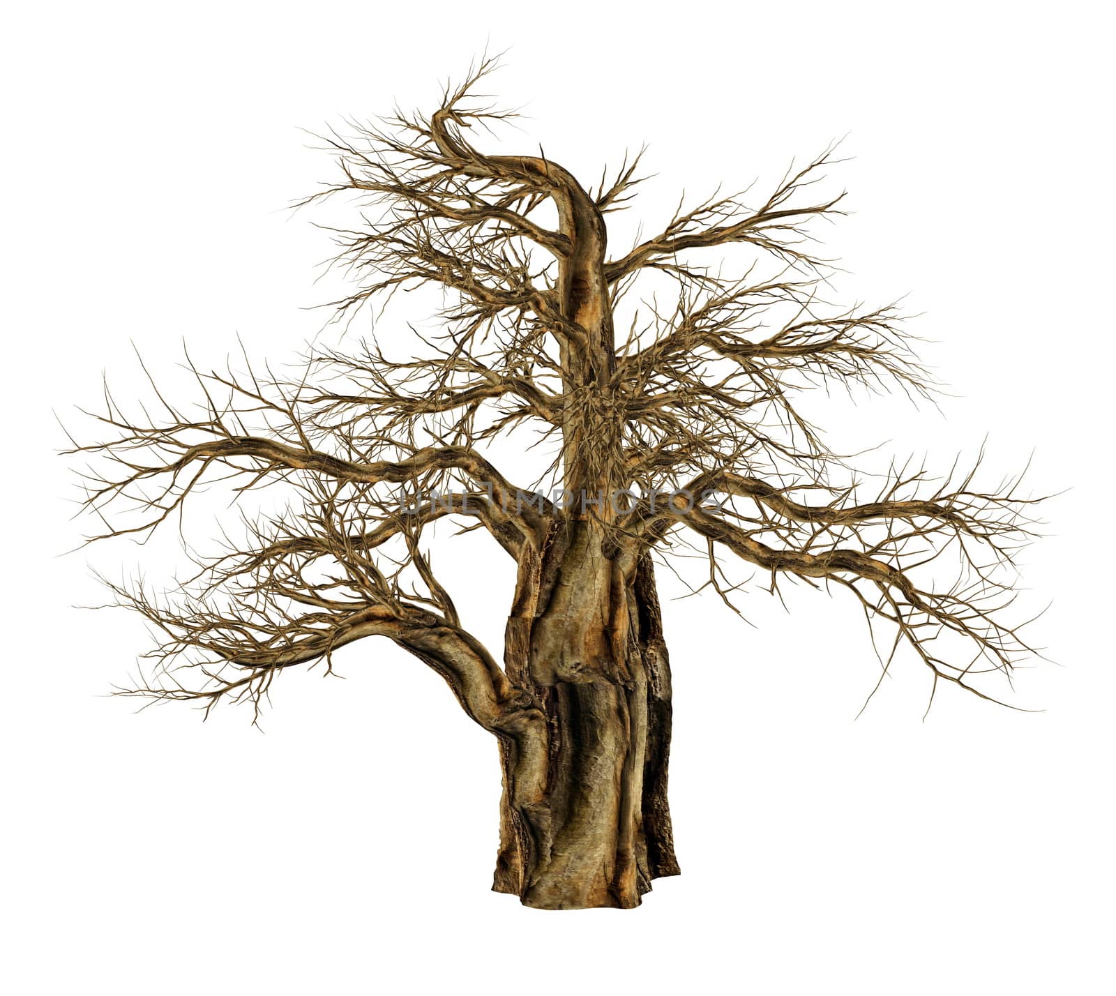 Baobab tree without leaves, adansonia digitata, isolated in white background - 3D render