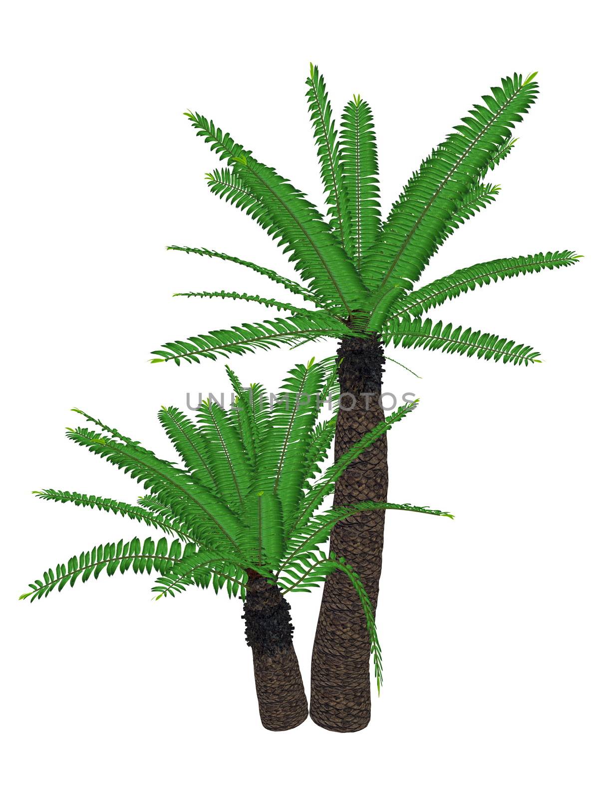 Breadtree, broodboom, eastern cape giant, bushman's river cycad or uJobane, encephalartos altensteinii, tree - 3D render by Elenaphotos21