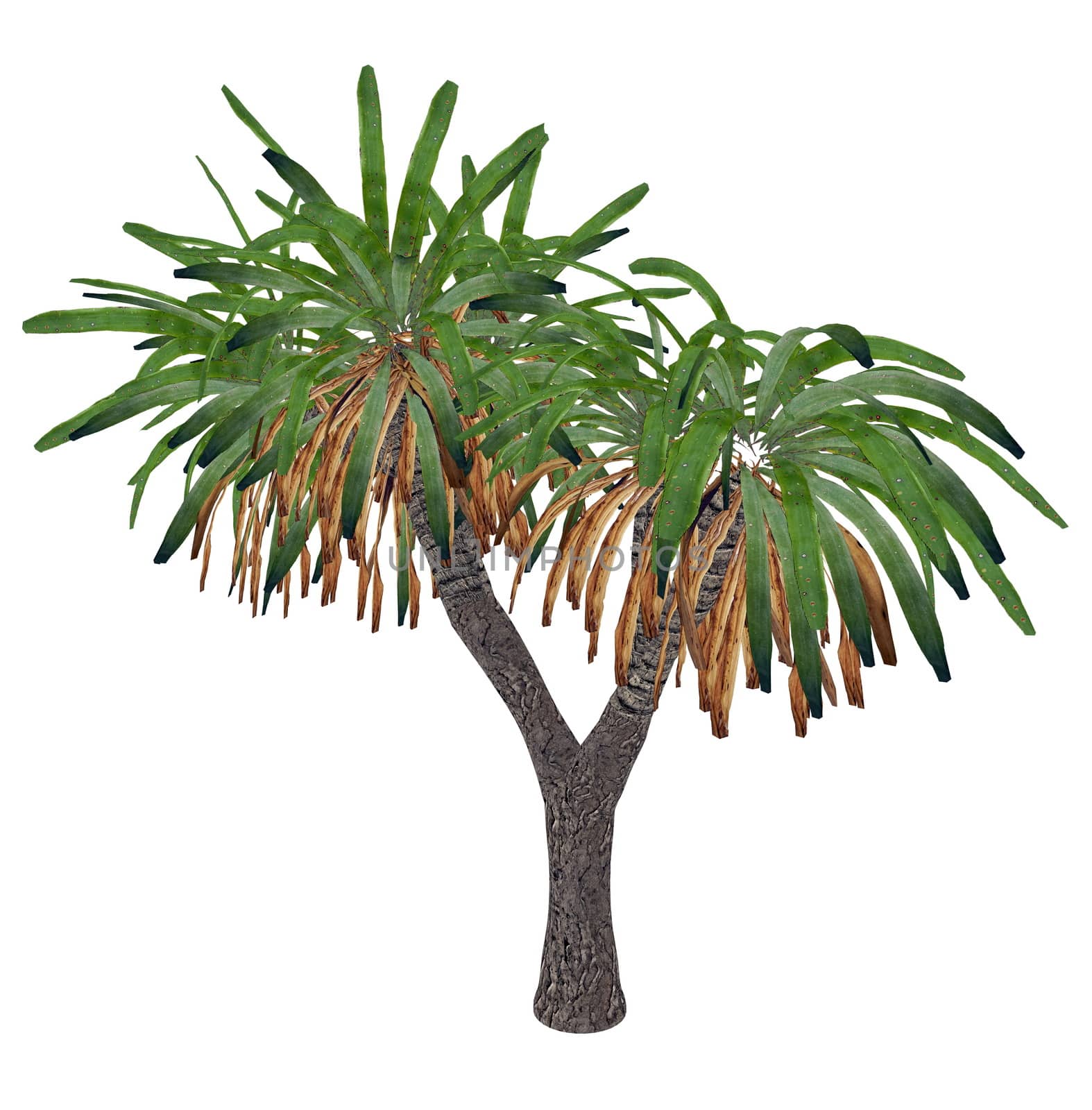 Canary Islands dragon tree or drago, dracaena draco - 3D render by Elenaphotos21