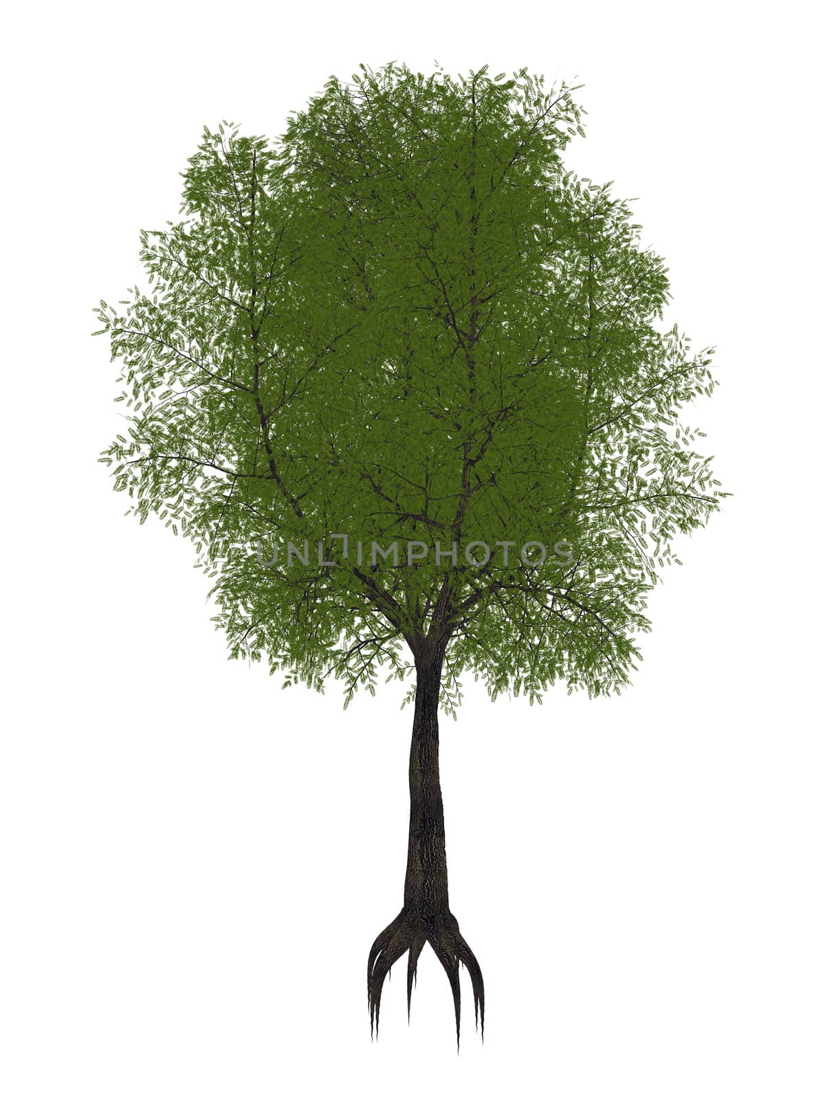 Tamarind tree, tamarindus indica - 3D render by Elenaphotos21