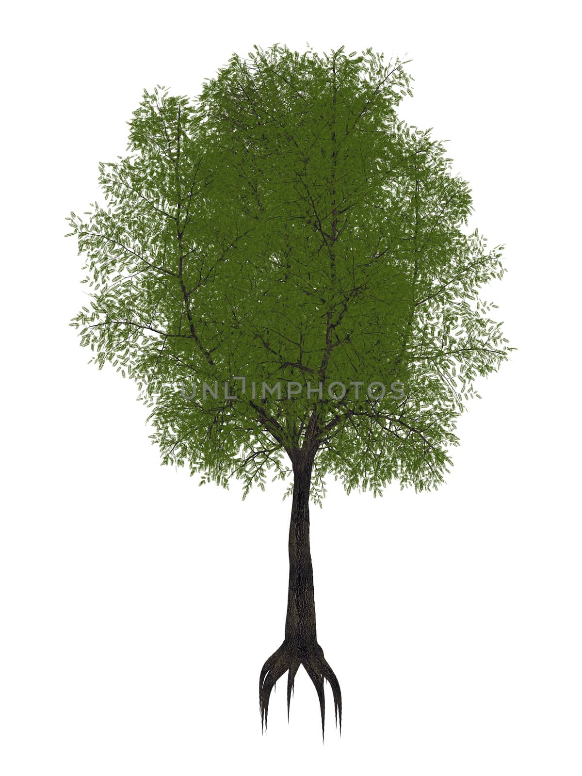 Tamarindtree , tamarindus indica isolated in white background - 3D render