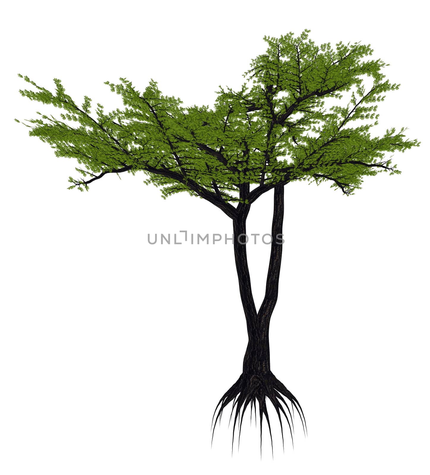 Umbrella thorn acacia tree, a. or vachellia tortilis isolated in white background - 3D render