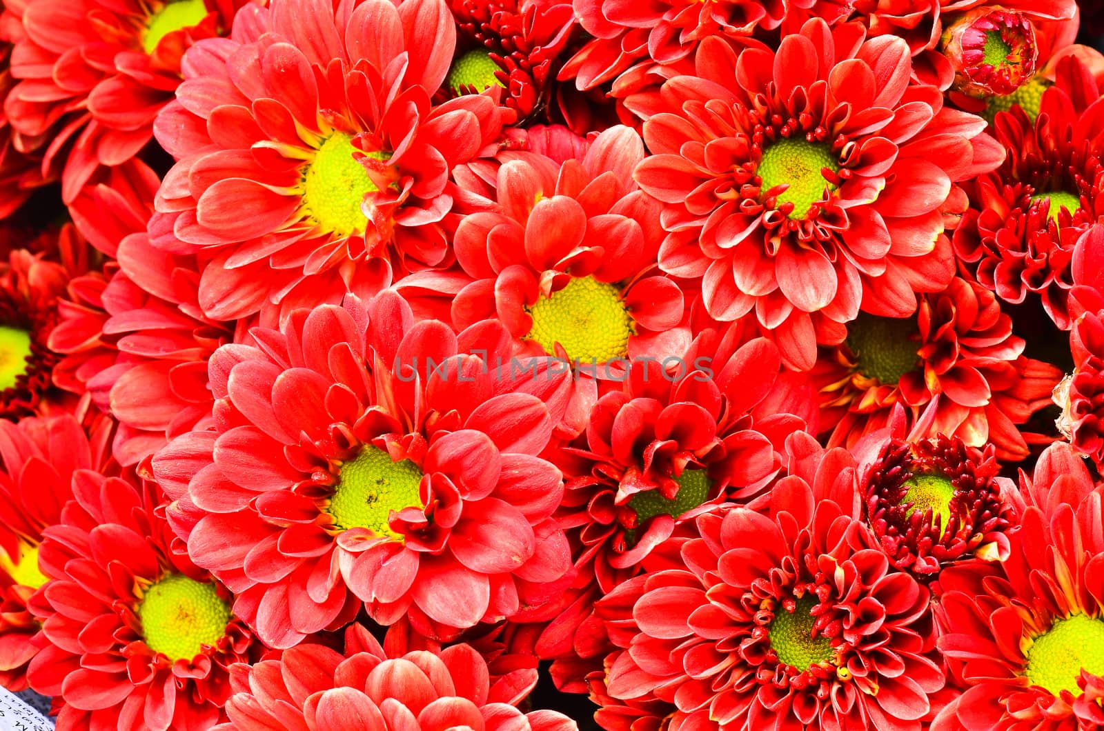 Beautiful Red chrysanthemum by raweenuttapong