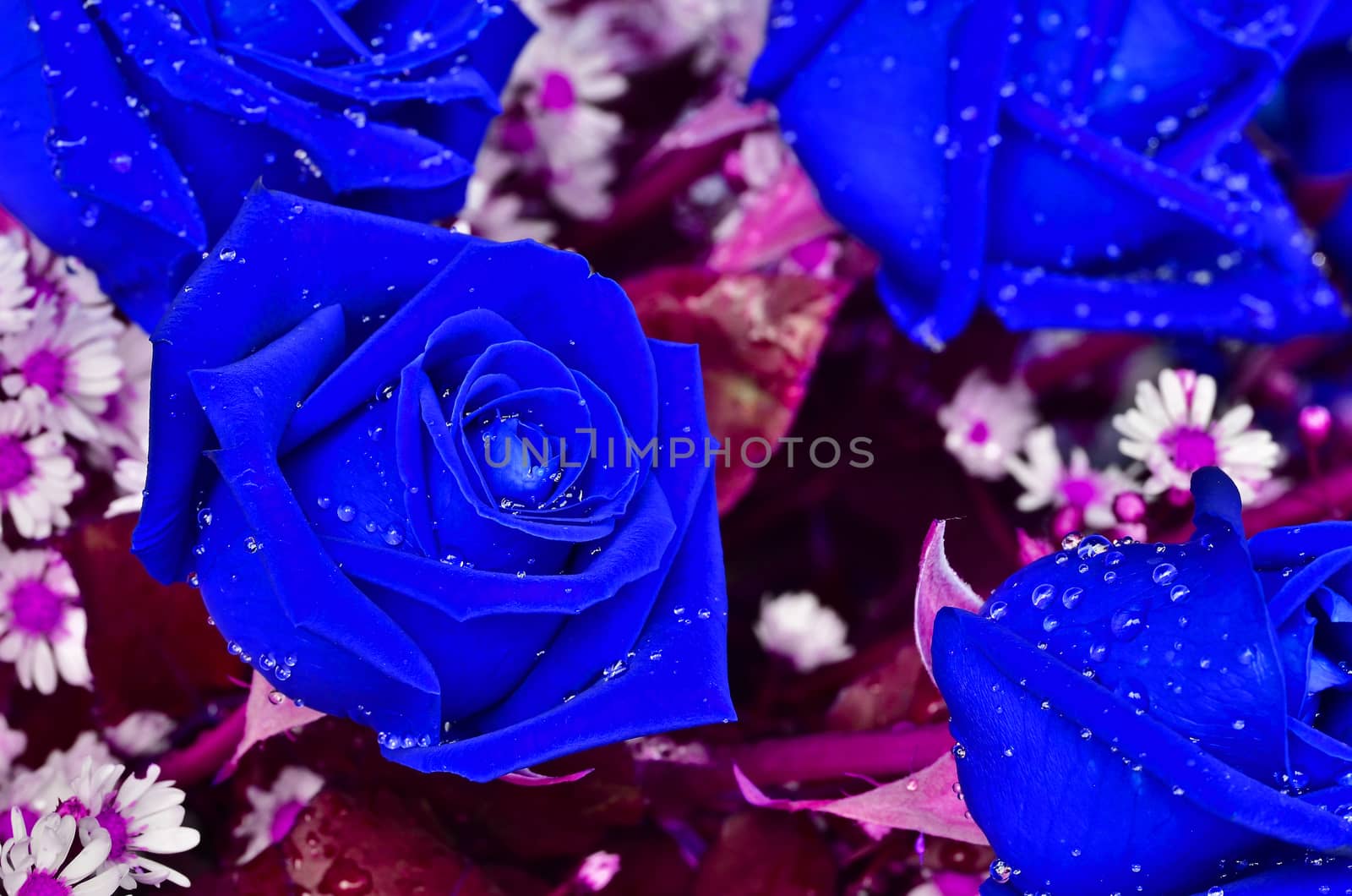 Close-up view of beatiful blue rose by raweenuttapong