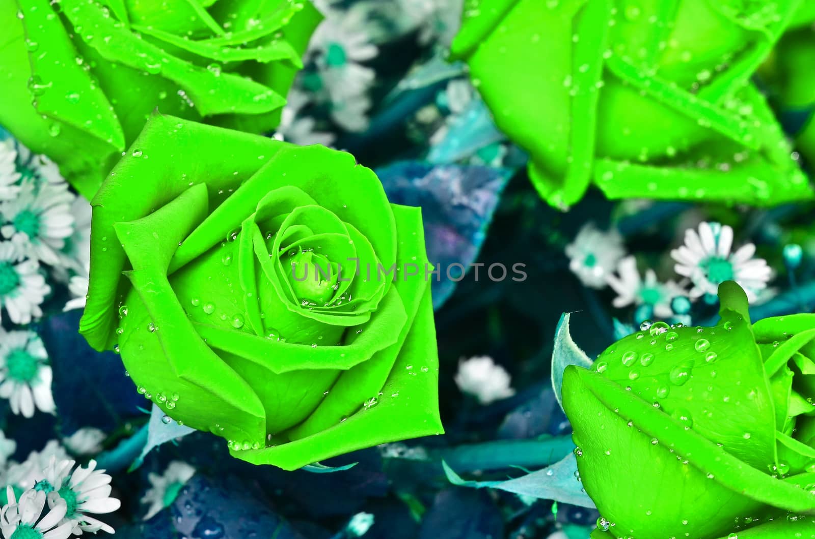 Close-up view of beatiful dark green  rose
