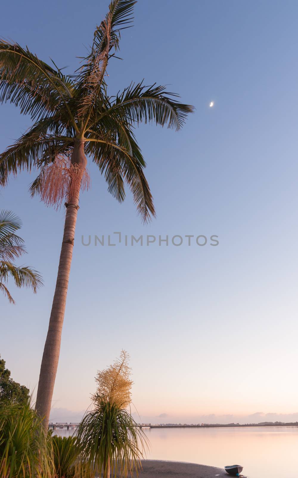 Vertical image palm catching sun on side of truck and fronds at sunrise over harbor