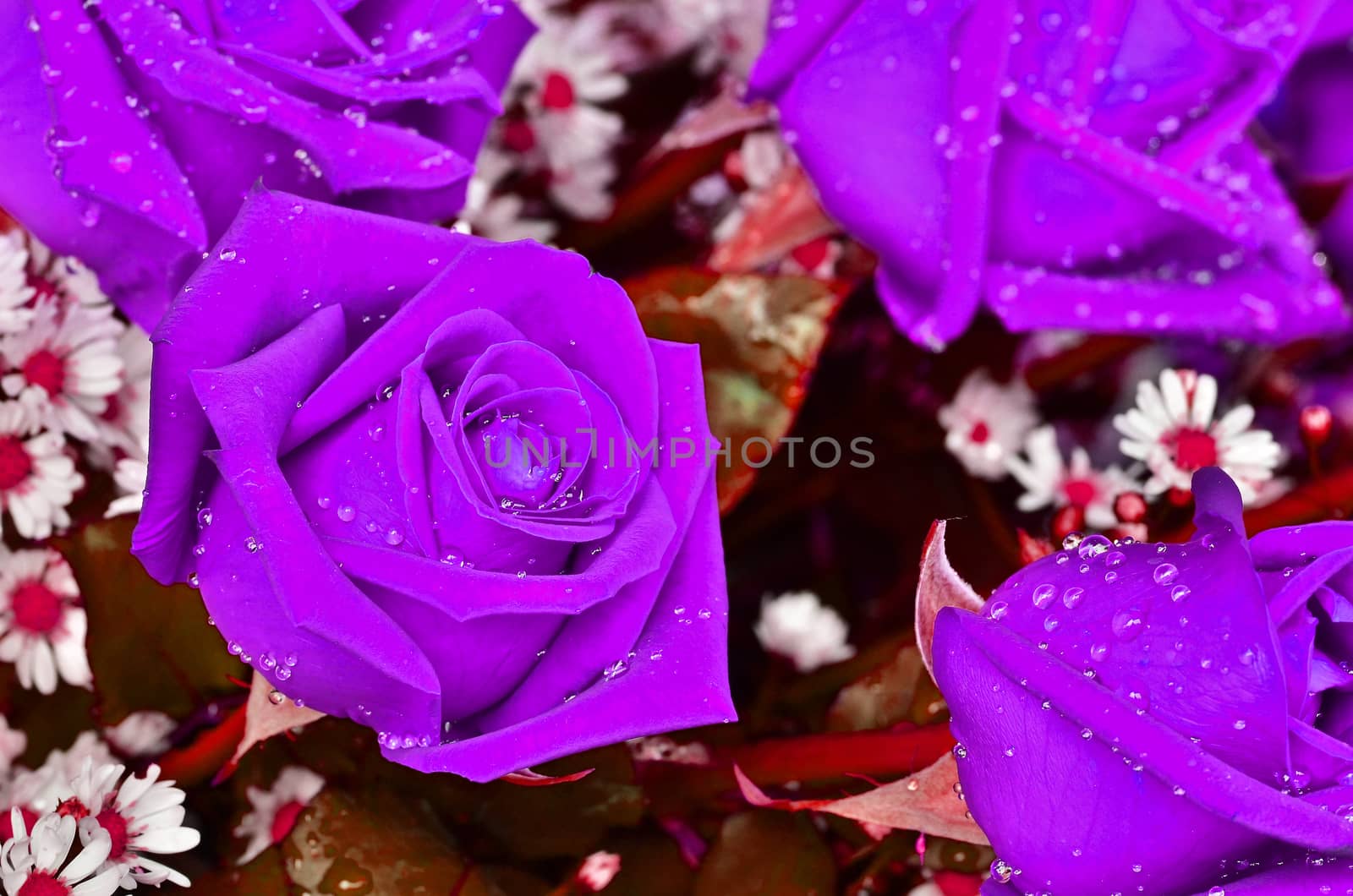 Close-up view of beatiful violet rose