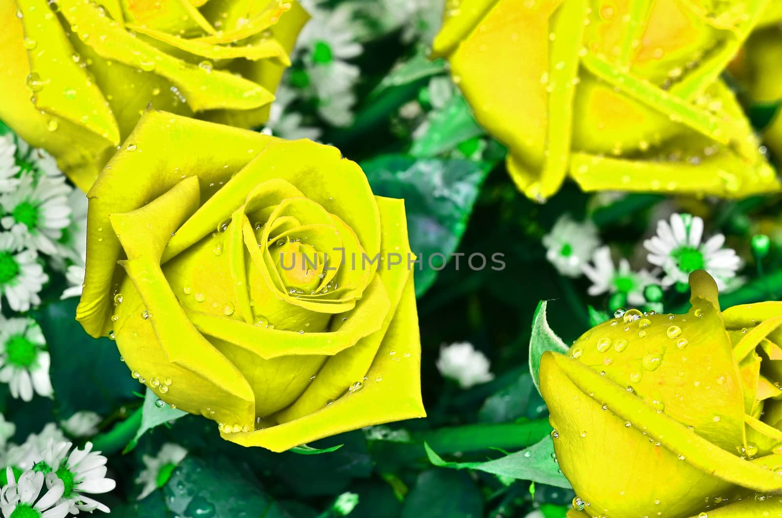 Close-up view of beatiful yellow rose