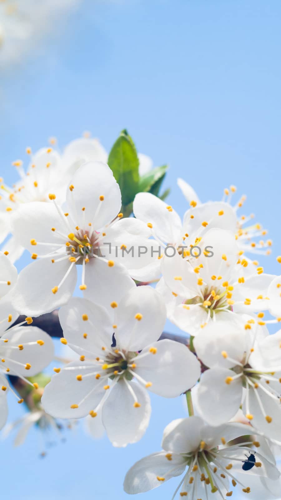 flowers as a colorful background, macro photo, nature series