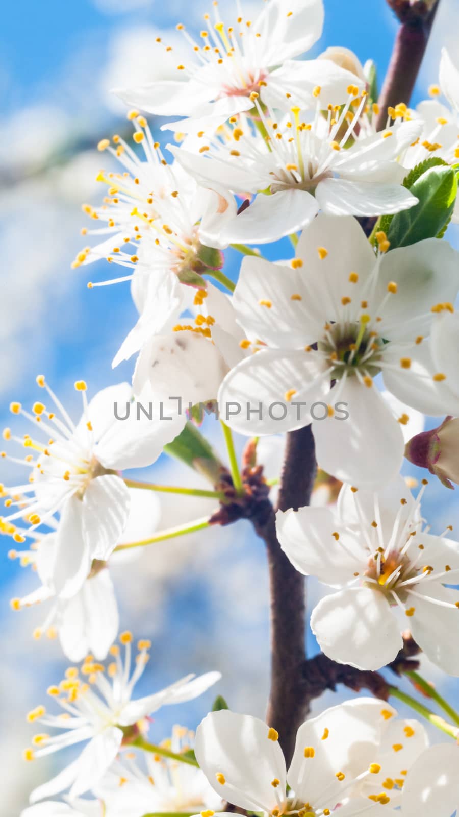 flowers as a colorful background, macro photo, nature series