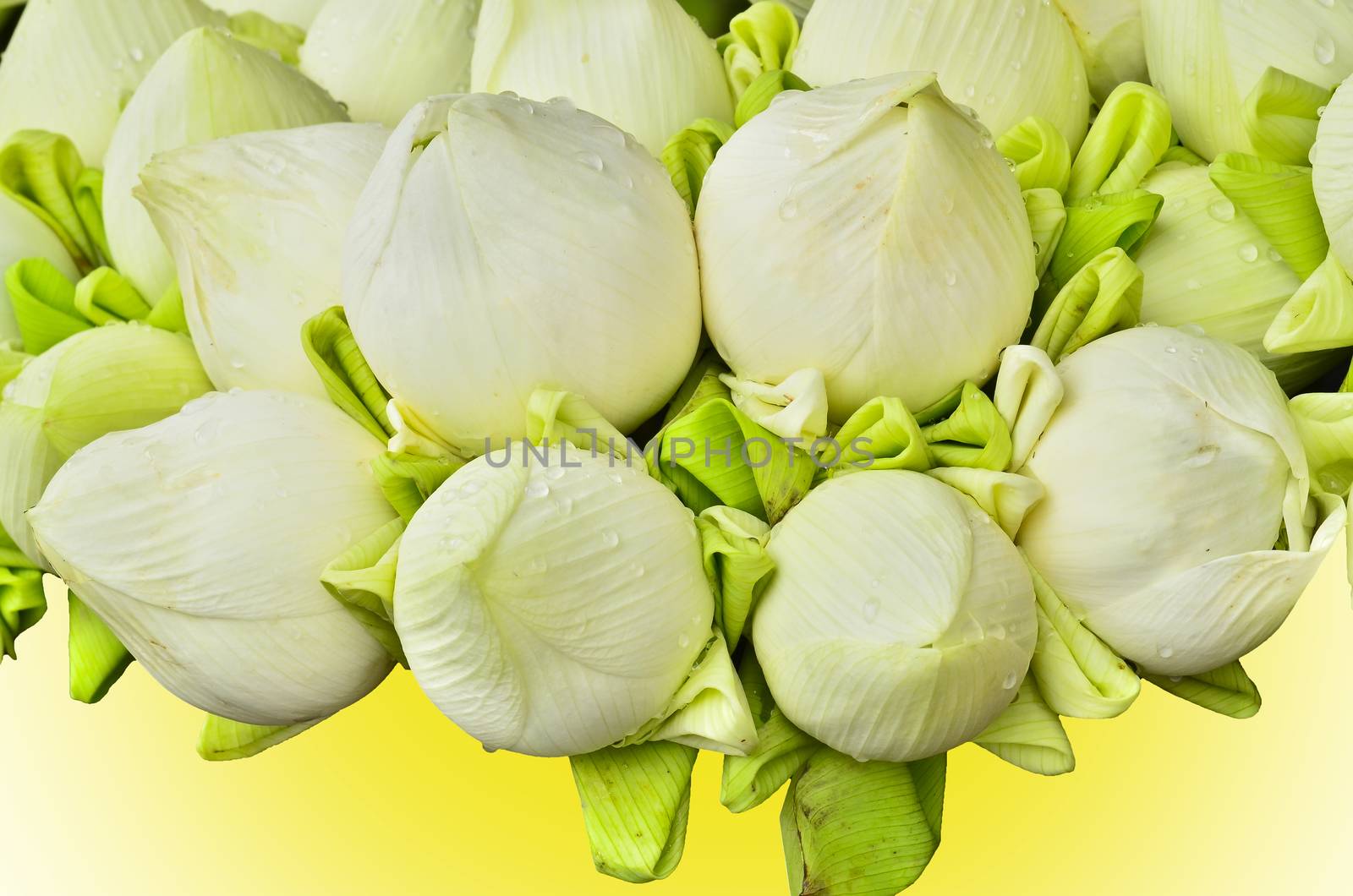 fresh lotus bud bouquet on yellow background