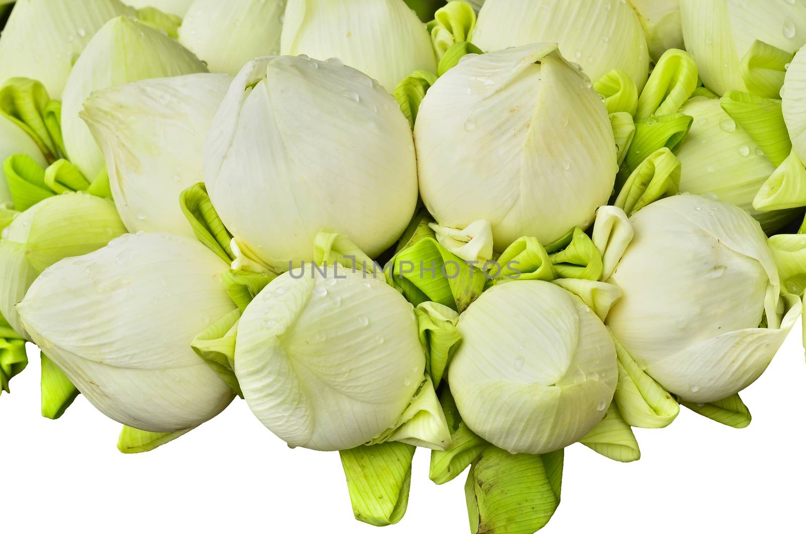 fresh lotus bud bouquet