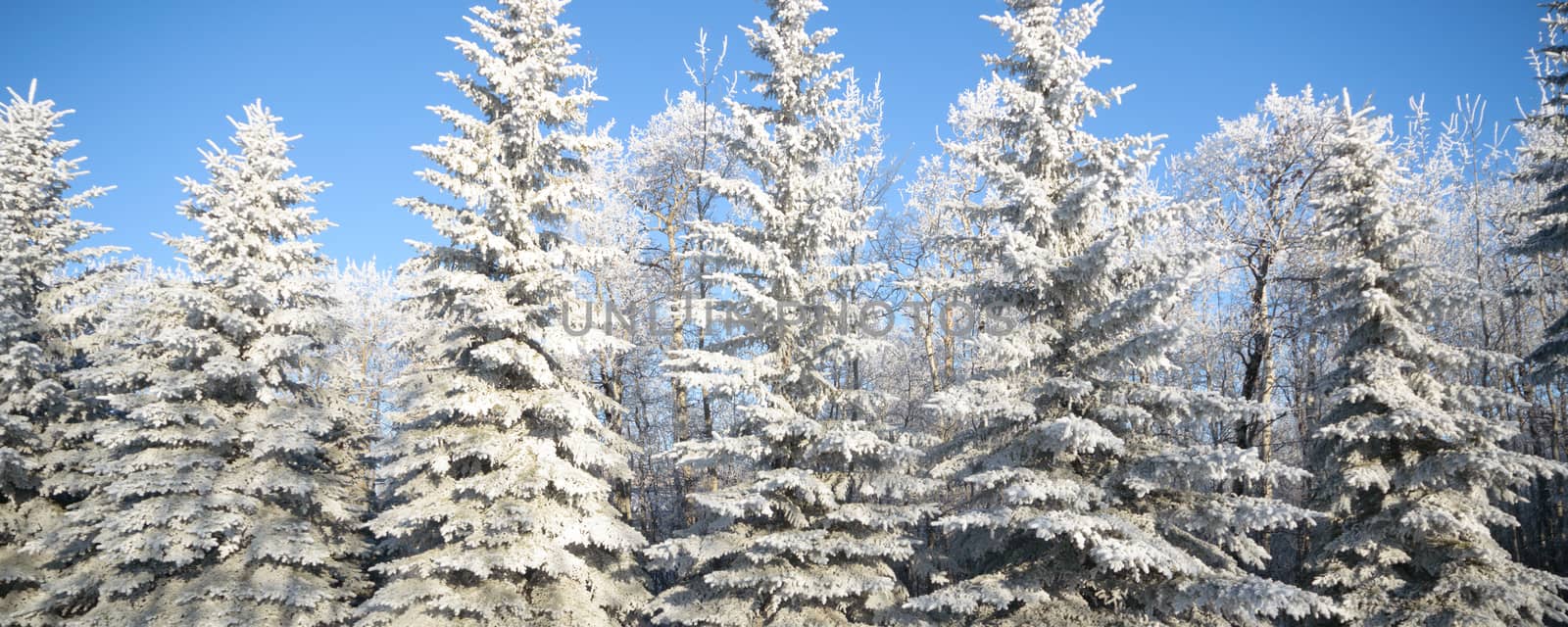 Sunlight in the frozen forest, nature series