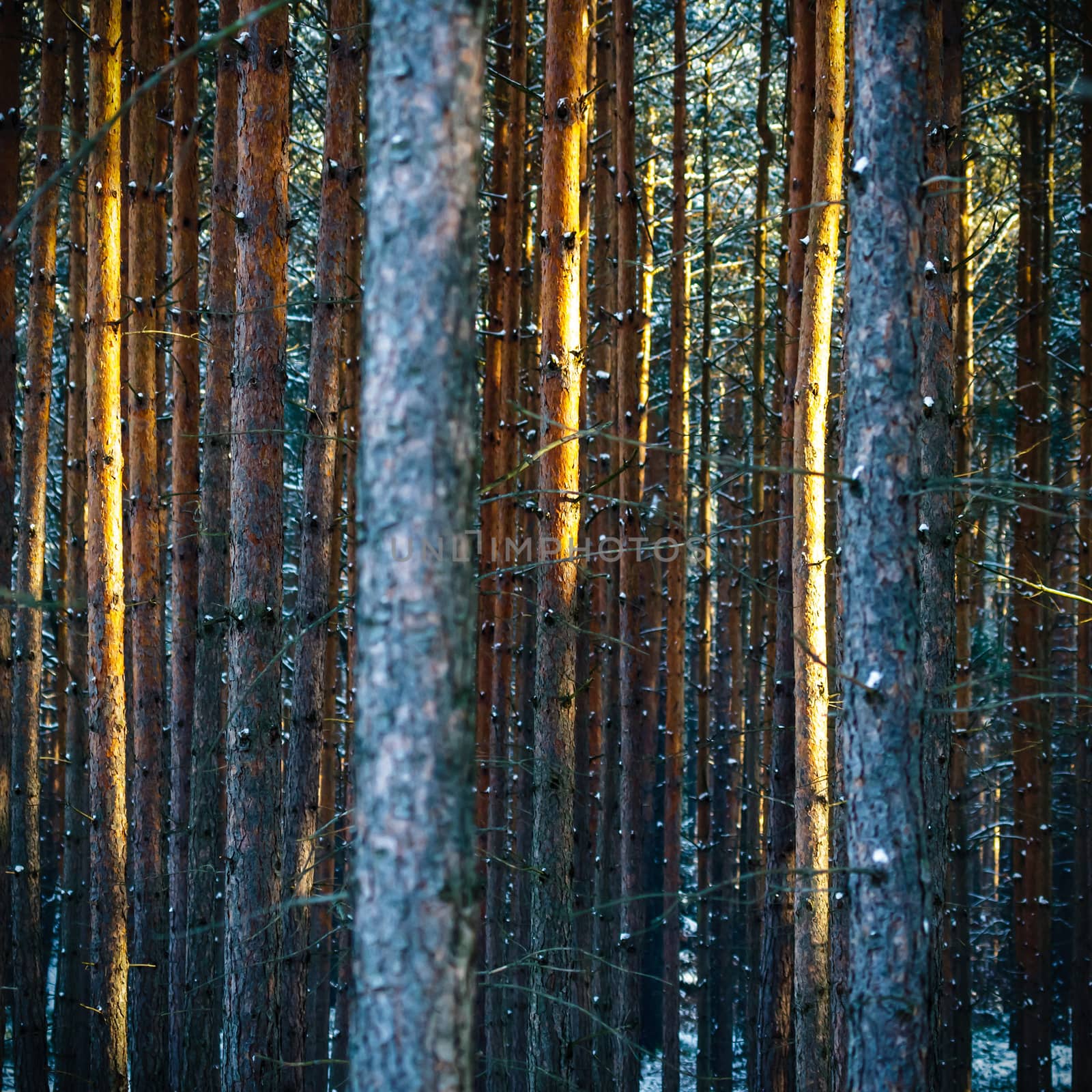 Sunlight in the cold forest, nature series