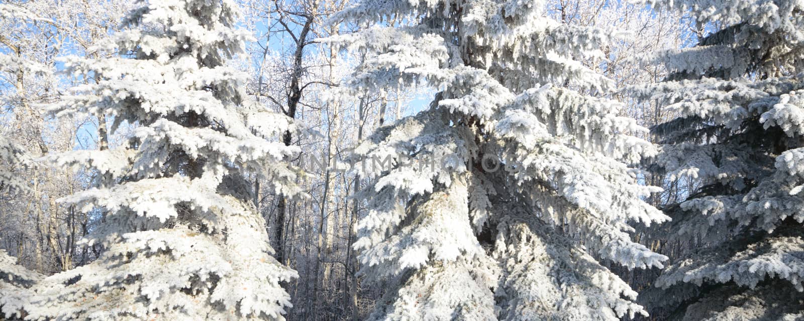 Sunlight in the frozen forest, nature series