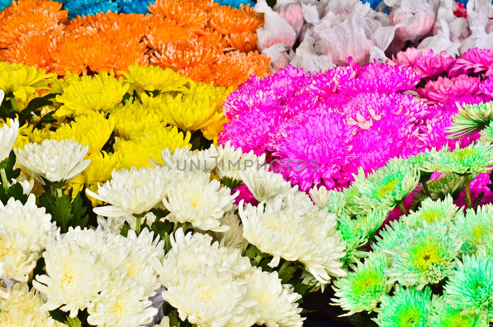Many colorful chrysanthemum