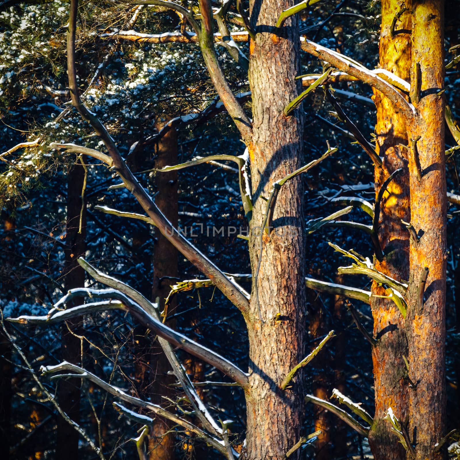 Sunlight in the cold forest, nature series