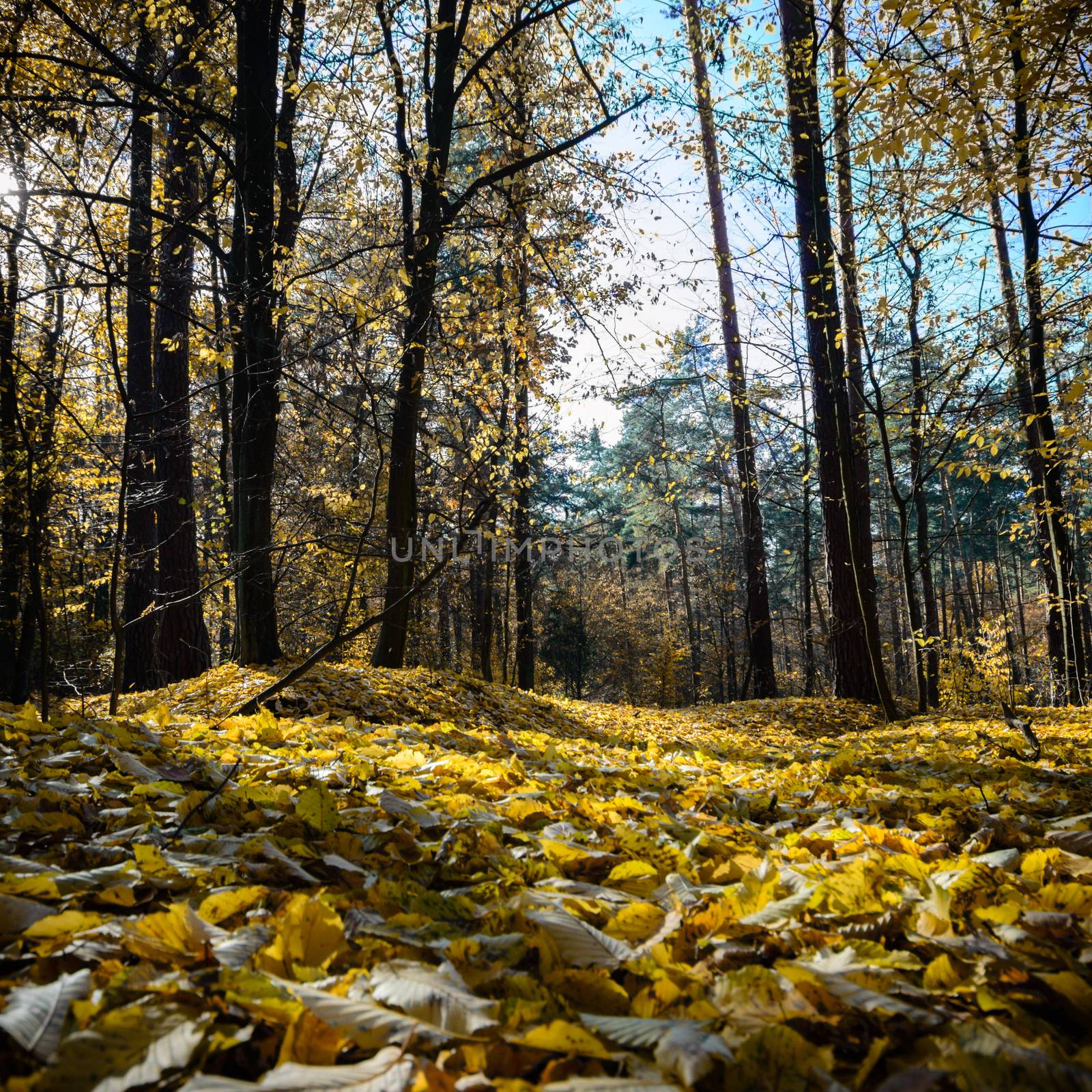 sunlight in the autumn forest, nature series