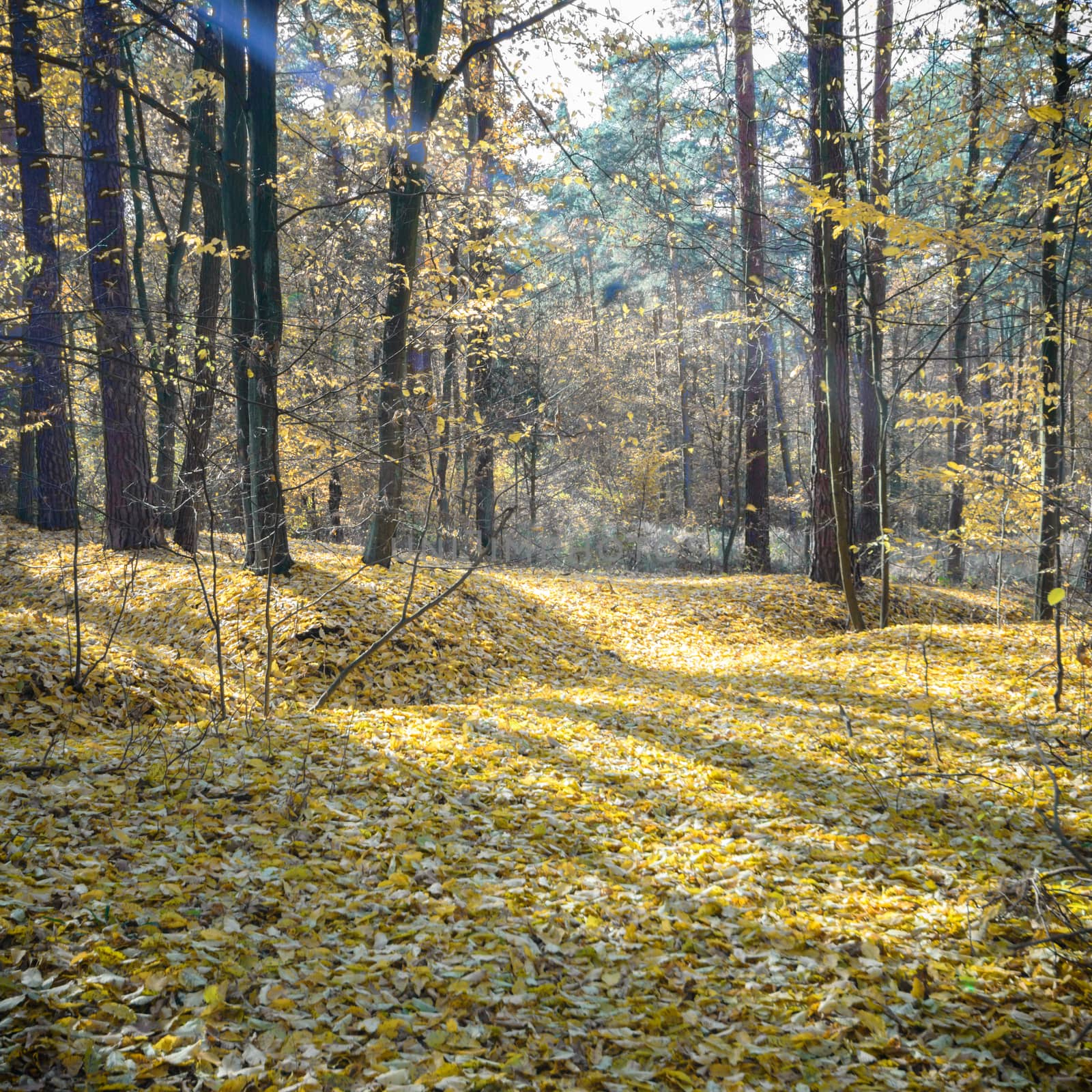 sunlight in the autumn forest, nature series