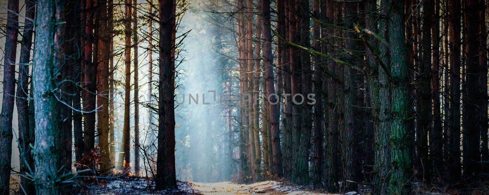 Sunlight in the grey forest, nature series