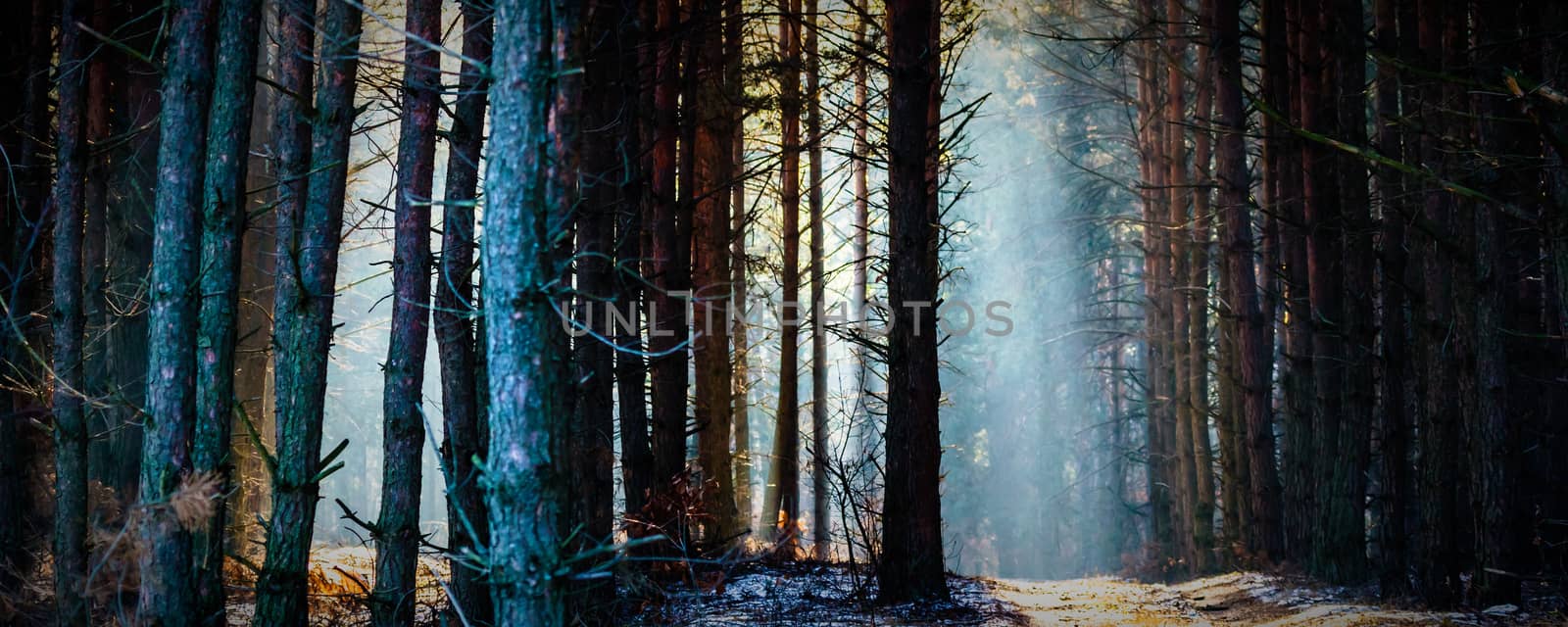 Sunlight in the grey forest, nature series