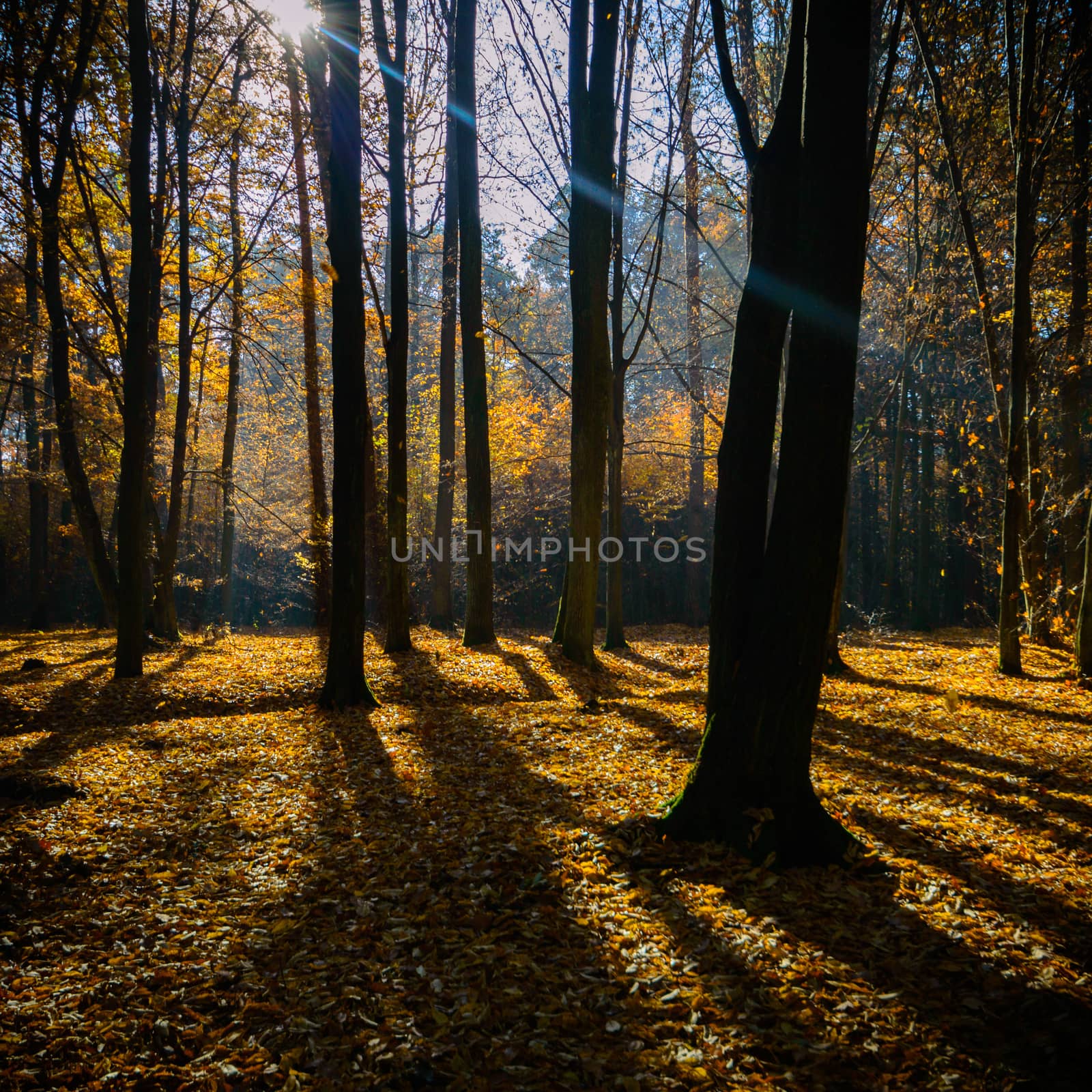 sunlight in the autumn forest, nature series