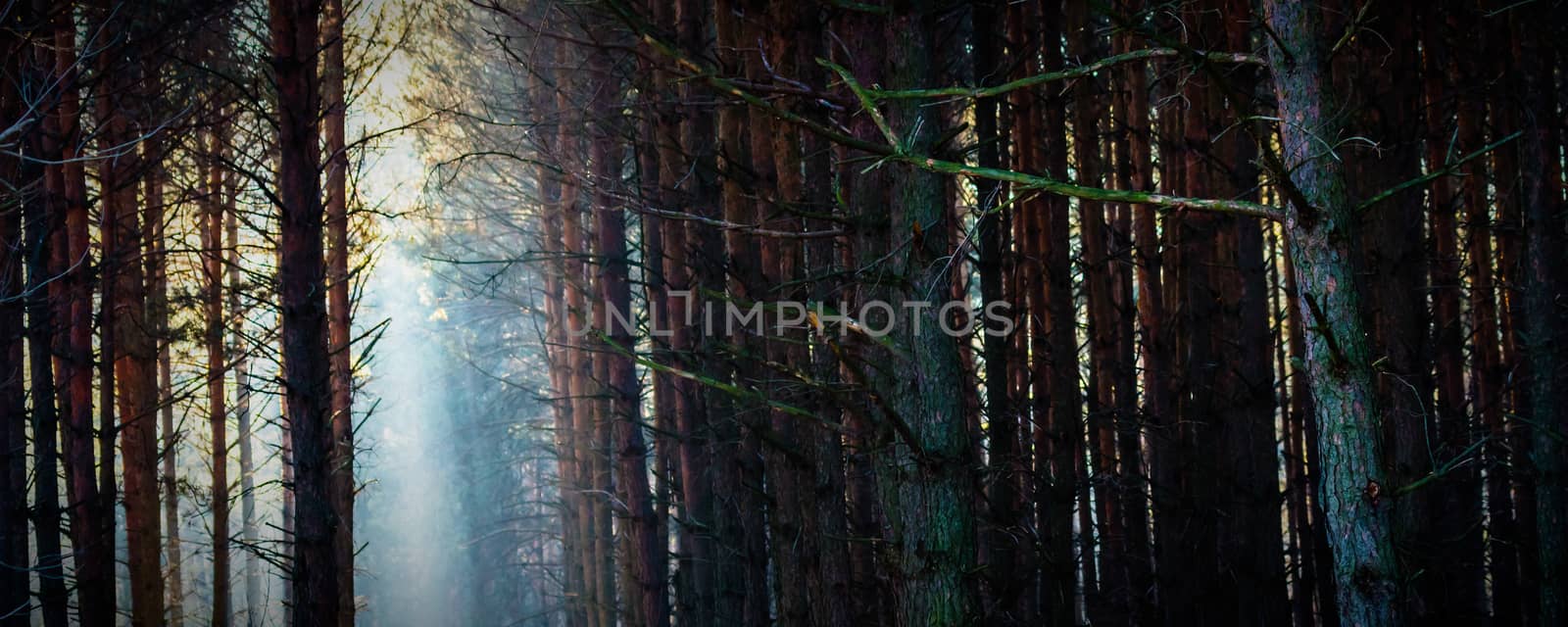 Sunlight in the grey forest, nature series