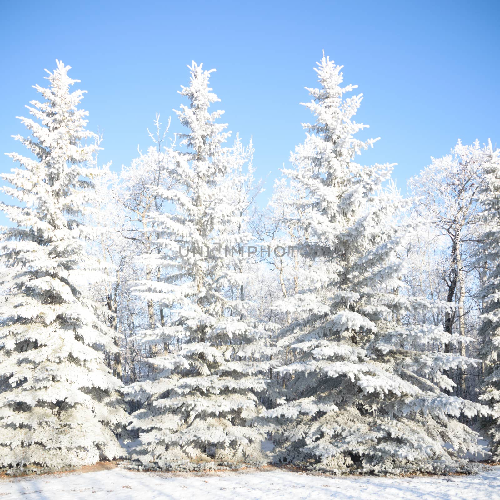 Sunlight in the frozen forest, nature series