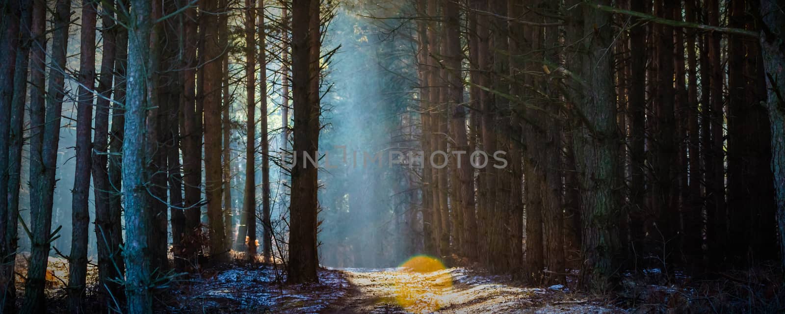 Sunlight in the grey forest, nature series