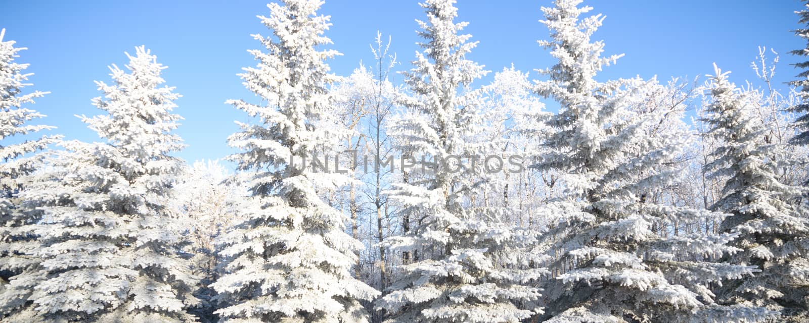 Sunlight in the frozen forest, nature series