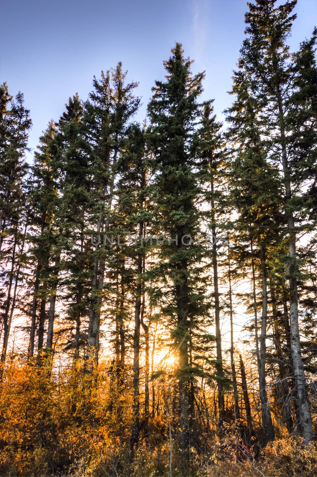 Sunlight in the green forest, nature series