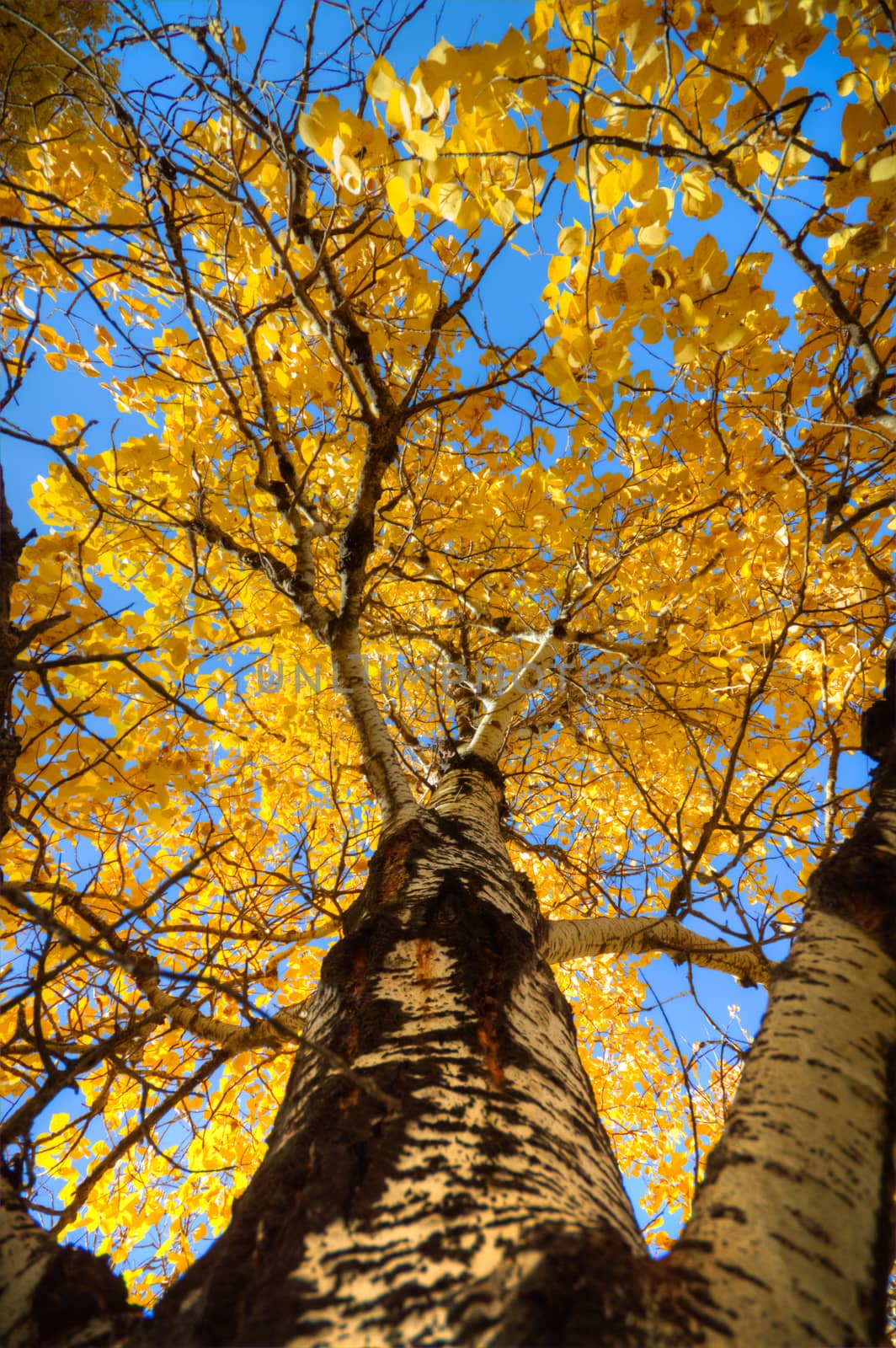 Sunlight in the green forest, nature series