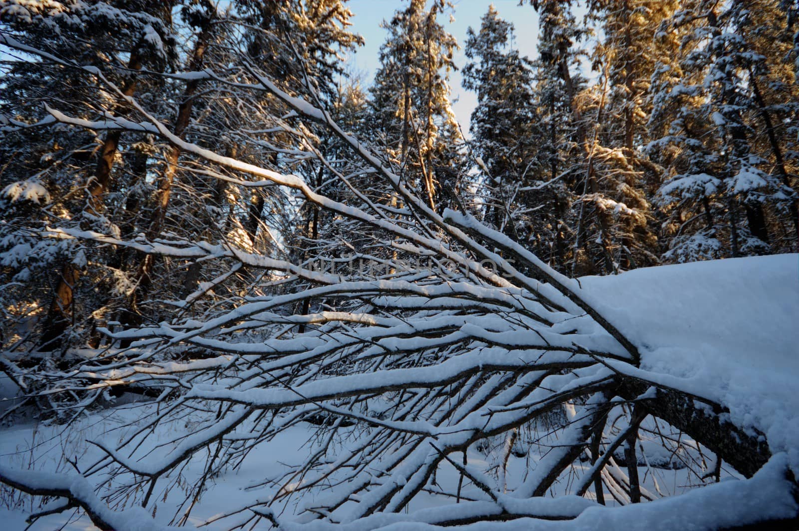 trees covered with snow in winter forest, nature series