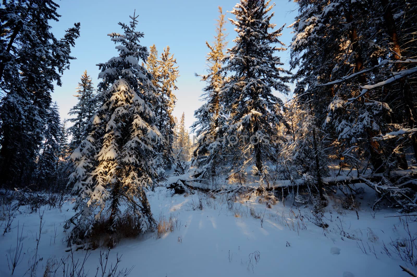 trees covered with snow in winter forest, nature series