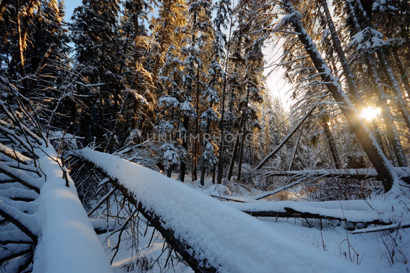 trees covered with snow in winter forest, nature series