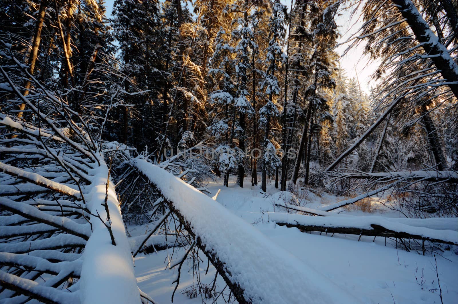 trees covered with snow in winter forest, nature series