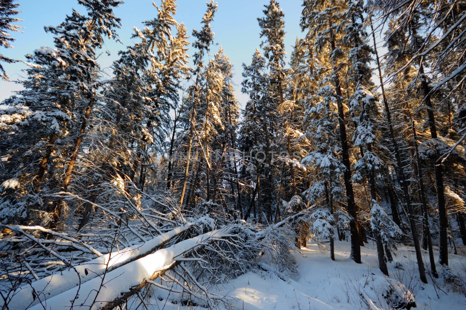 trees covered with snow in winter forest, nature series