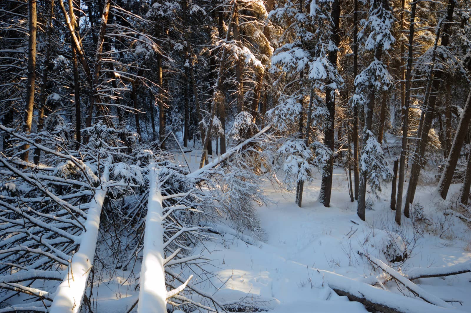 trees covered with snow in winter forest, nature series