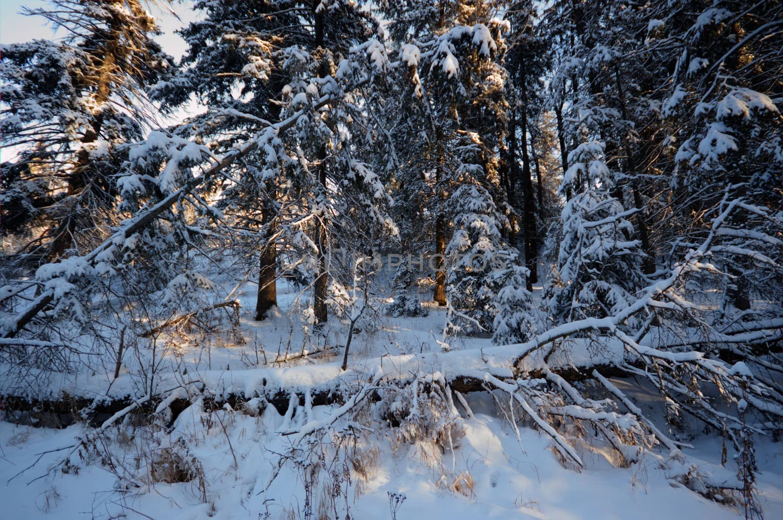 trees covered with snow in winter forest, nature series