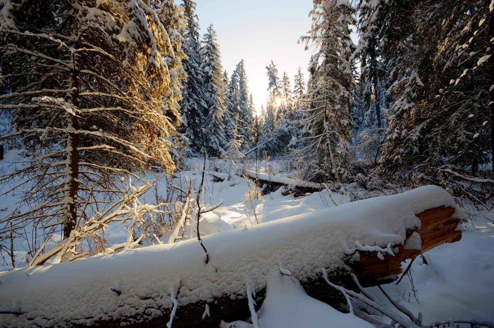 trees covered with snow in winter forest, nature series