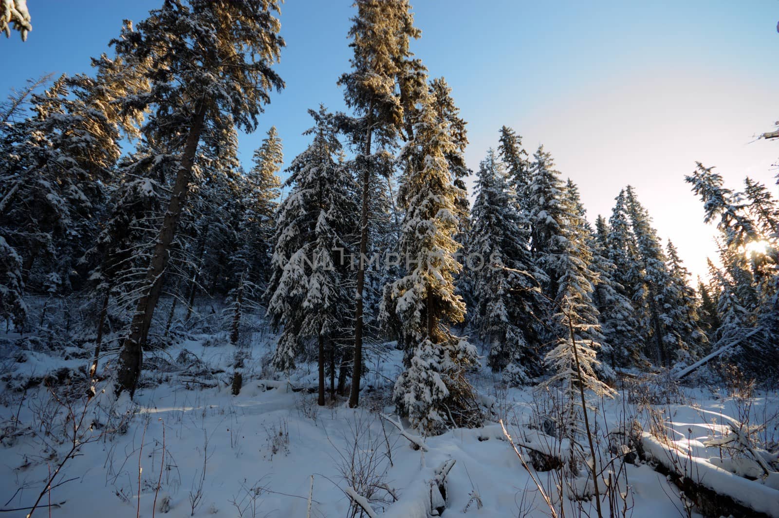 trees covered with snow in winter forest, nature series